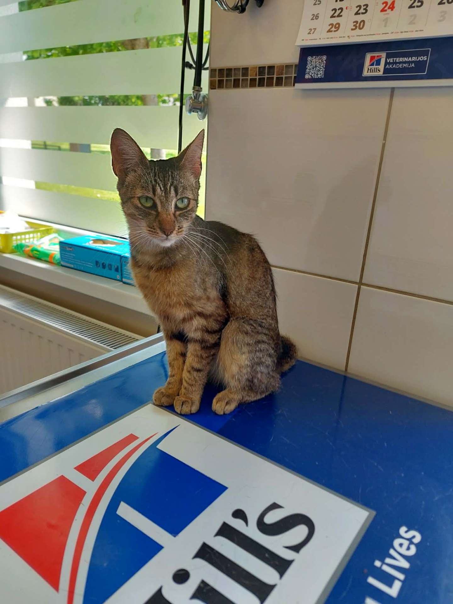 Tabul